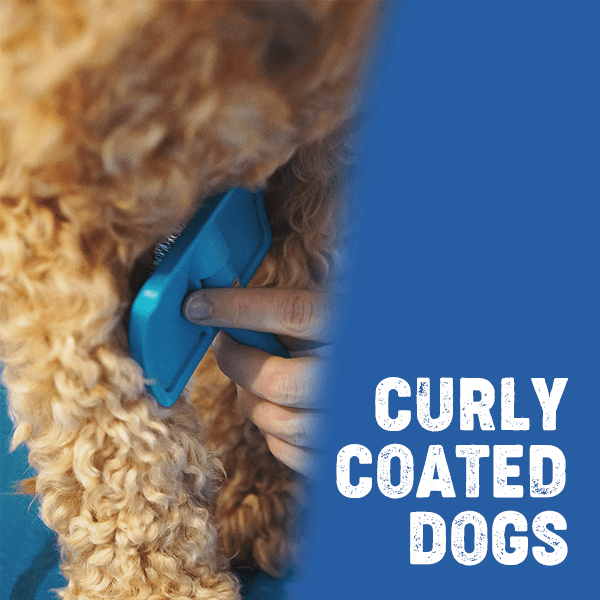 Grooming curly haired deals dogs