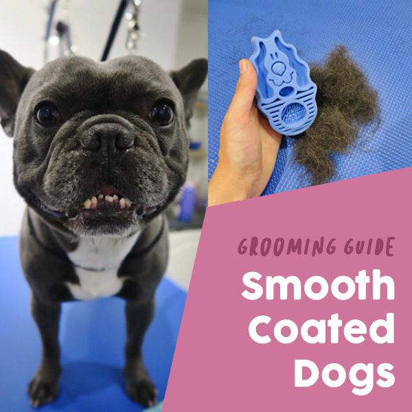 How And When To Groom Short Coated Dog Breeds