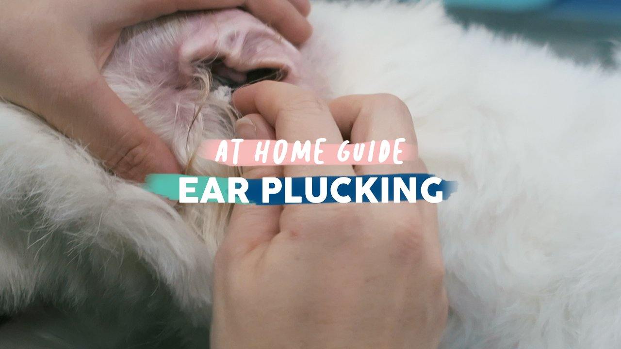 howtopluckadogsears.jpg?v=1691161094