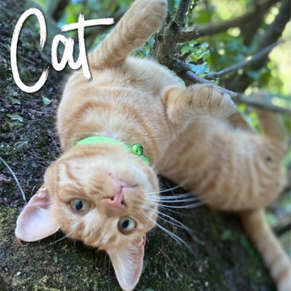 High Vis Cat Collar Green