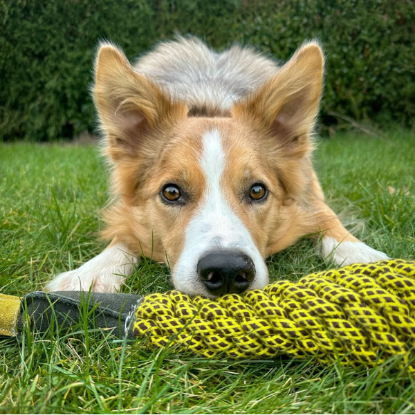 Delilah the Duckess Eco Dog Toy