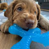 Nylabone Puppy Teething X Bone Beef XSmall