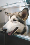 Self-Service Dog Wash - Underdog Pets