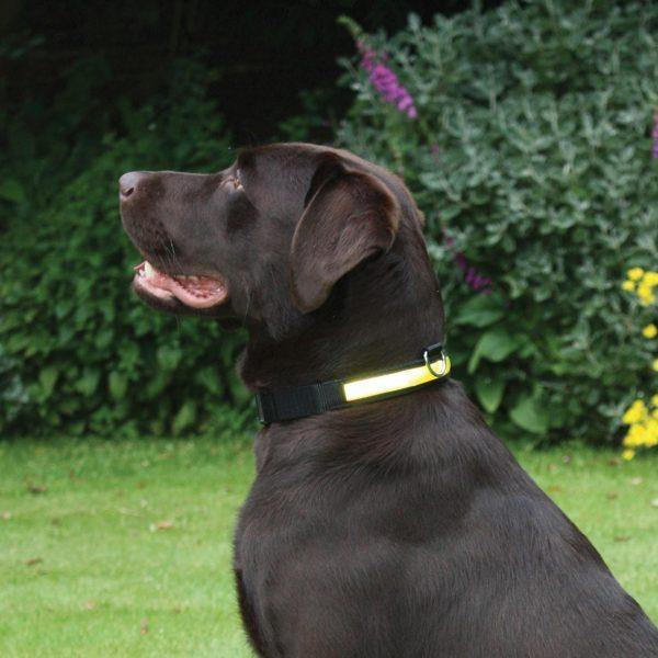 Rosewood Yellow Flashing Dog Collar - Underdog Pets