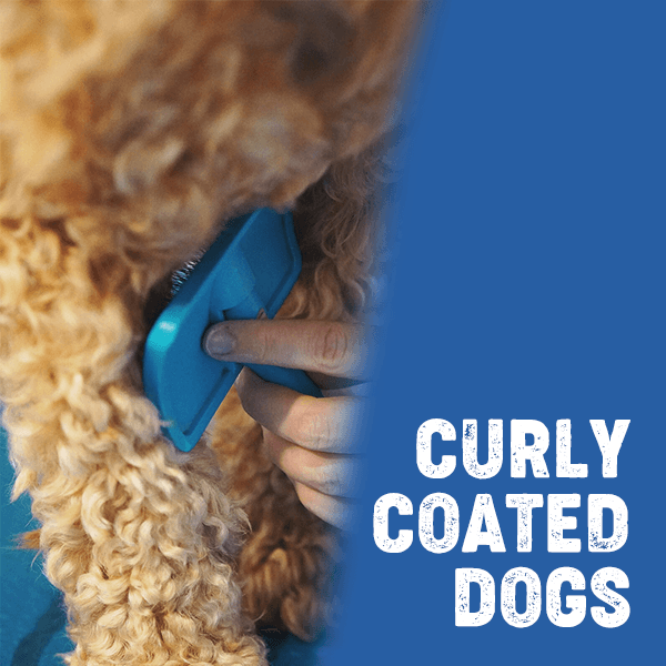Curly Coated Dog Grooming Guide