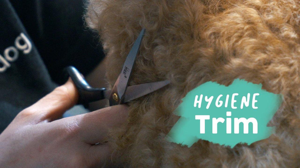 Dog Hygiene Trim | At Home Dog Grooming