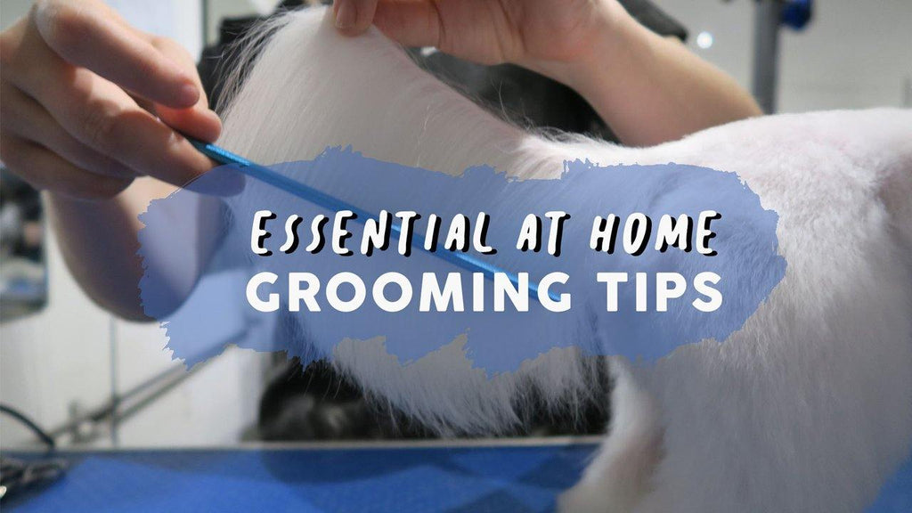 Essential At Home Dog Grooming Guide