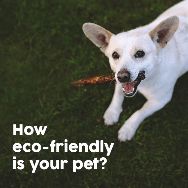 How eco-friendly is your choice of pet supplies and foods?
