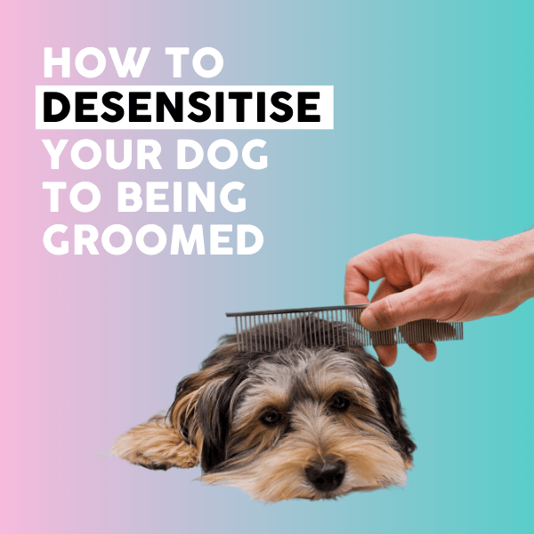How to get your dog used to being groomed