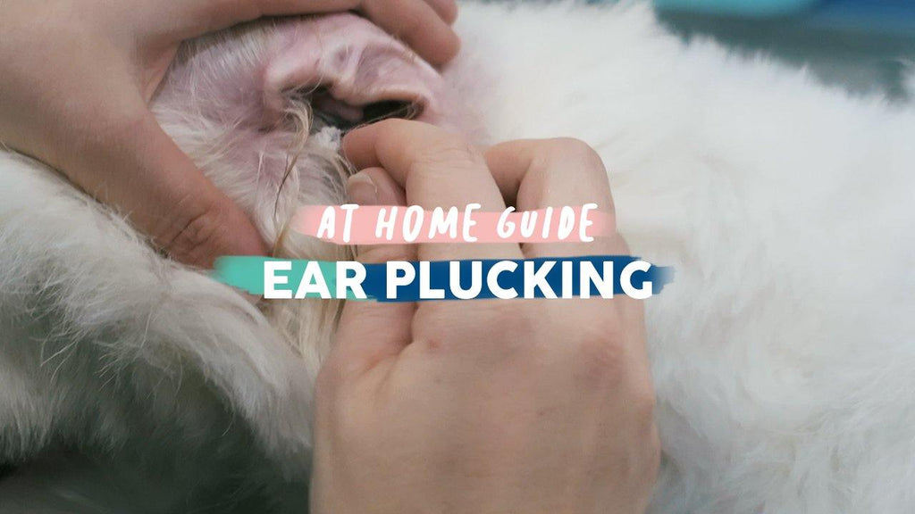 How To Pluck A Dog's Ears