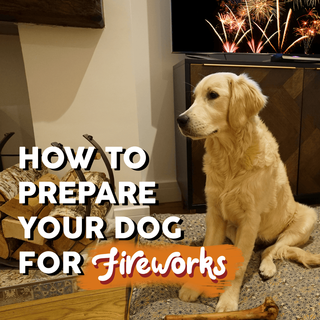 How To Prepare Your Dog For Fireworks