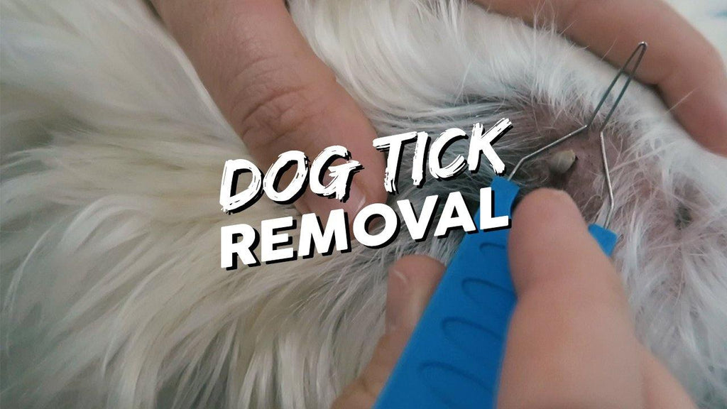 How To Take a Tick Off Your Dog