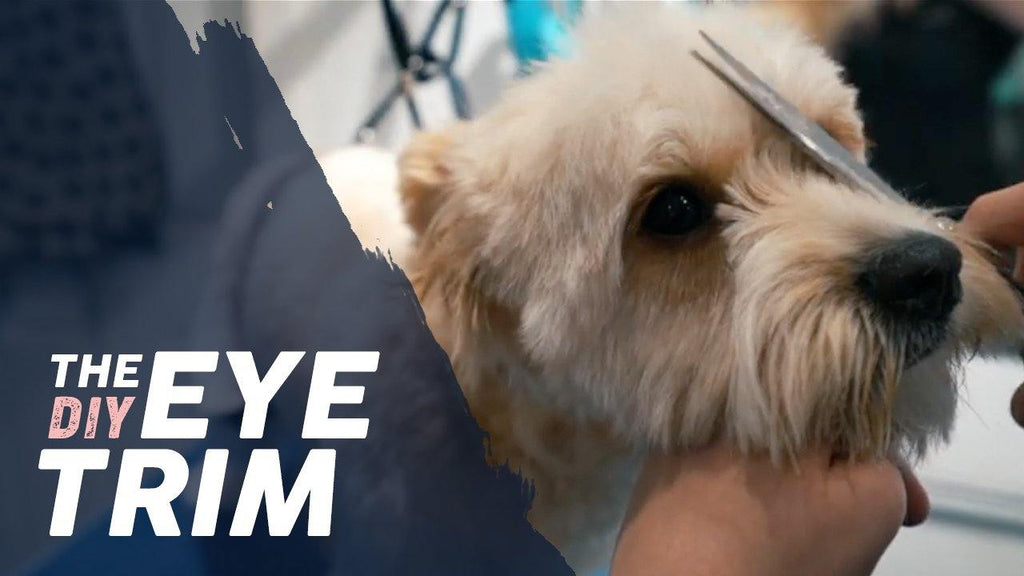 How to Trim a Dog's Eyes 🐶 BASIC TRIMMING Tutorial