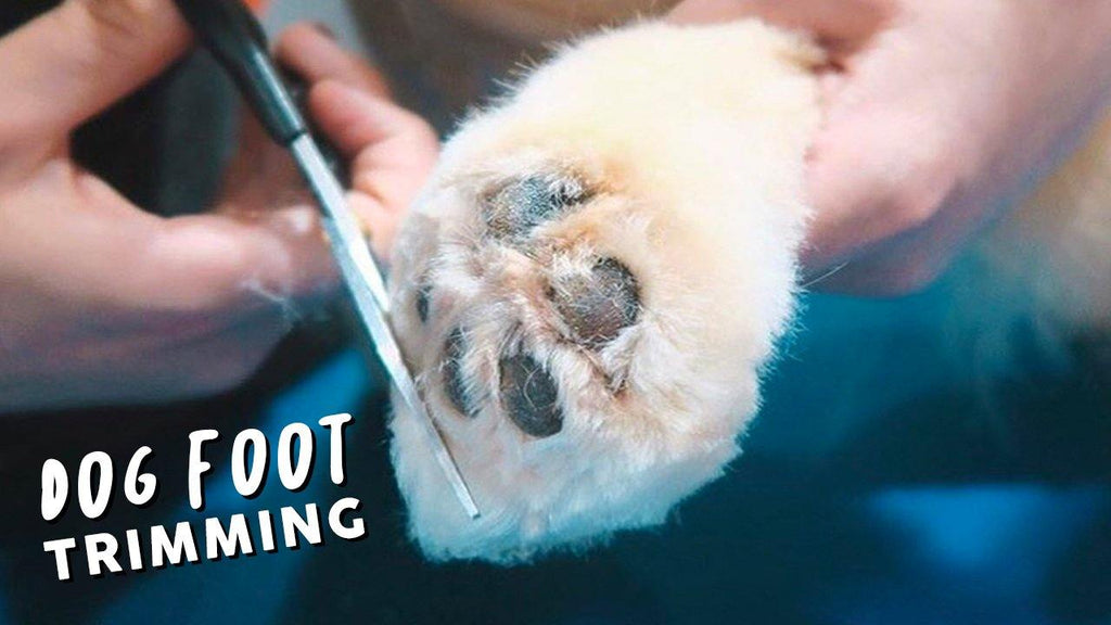 How To Trim Your Dogs Foot ✂️ BASIC Tutorial