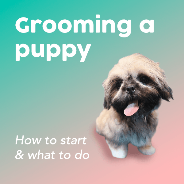 Puppy Grooming - Where to Start