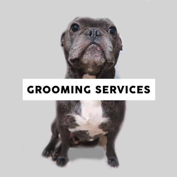 Dog Grooming Services
