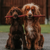Anco Naturals Giant Pizzle Stick