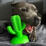 Ancol Jawables Cactus Toothbrush Dog Toy