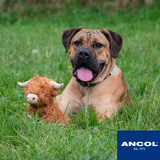 Ancol Heritage Fergus Highland Cow