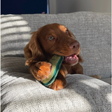 Audrey the Avocado, Eco Toy