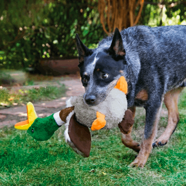 KONG Shakers Honkers Duck Dog Toy - Underdog Pets