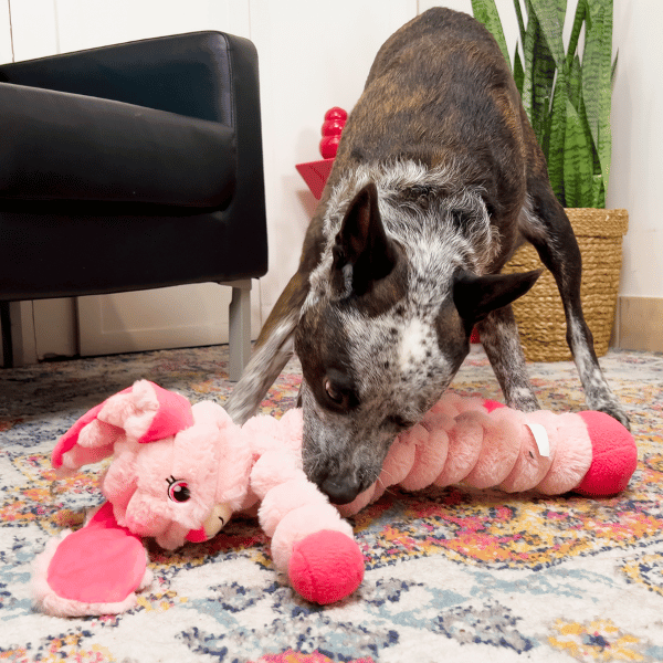 KONG Shakers Crumples Bunny XL Cumbernauld