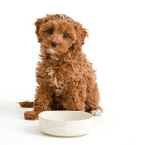 Mason Cash Cream Pet Bowl 15cm