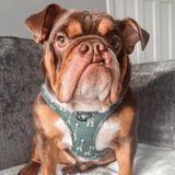Pawsome Paws Boutique Gregory the Giraffe Adjustable Harness