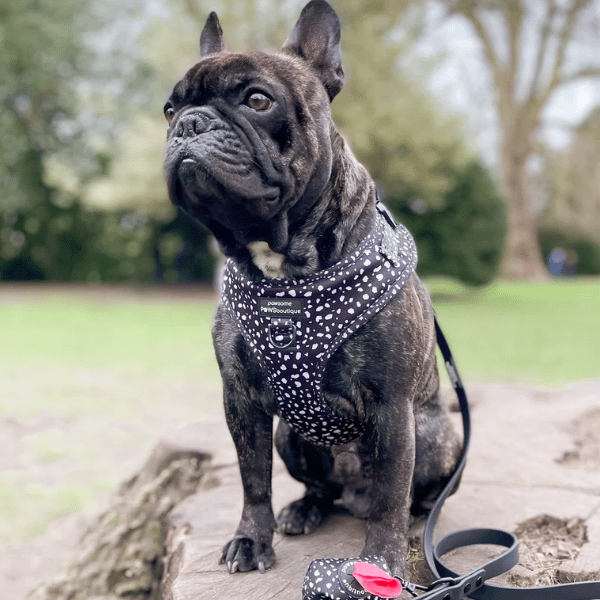 Pawsome Paws Boutique Pongo Adjustable Harness