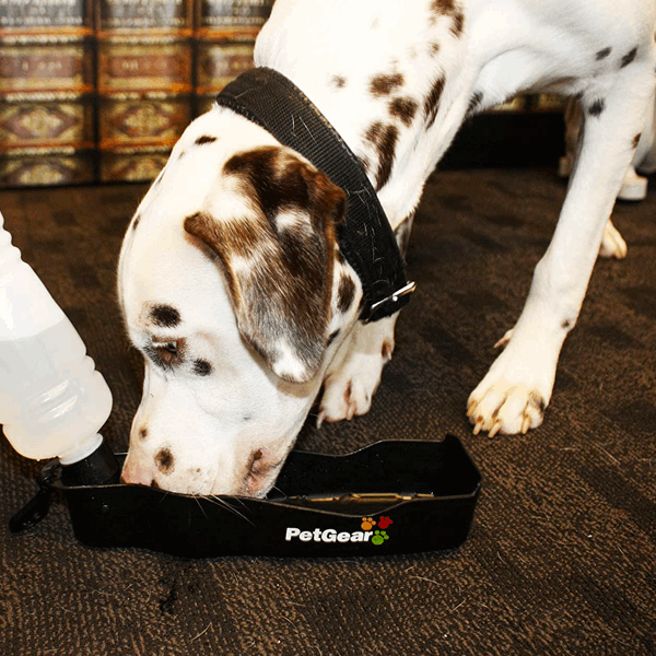 Travel bottle for dogs deals