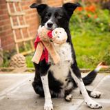 Rosewood Christmas Max Monkey Toy