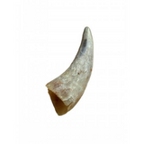 Anco Naturals Empty Cow Horn