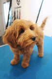 Puppy Package - Underdog Pets