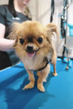 Puppy Package - Underdog Pets