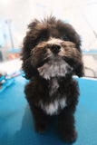 Puppy Package - Underdog Pets