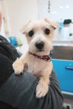 Puppy Package - Underdog Pets