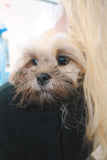 Puppy Package - Underdog Pets