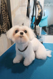 Puppy Package - Underdog Pets