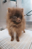 Puppy Package - Underdog Pets