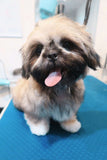 Puppy Package - Underdog Pets