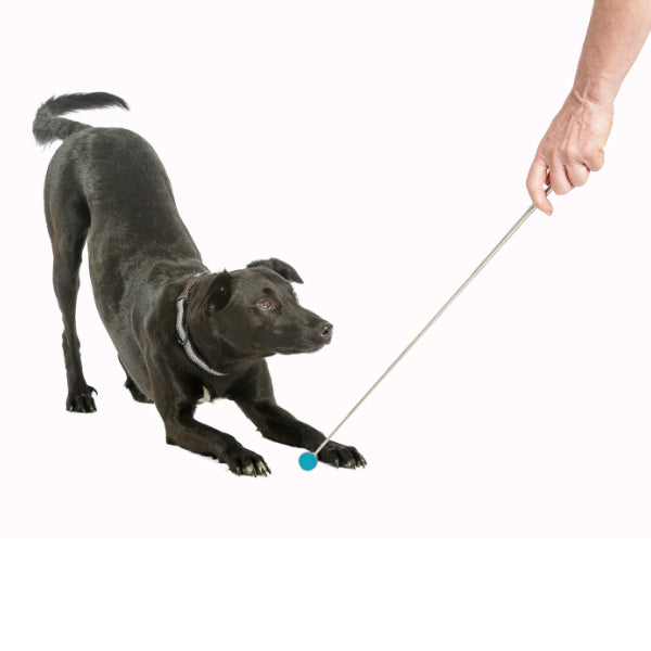 Coachi Target Stick Blue - Underdog Pets