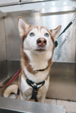 Self-Service Dog Wash - Underdog Pets