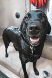 Bath & Dry - Underdog Pets