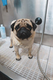 Bath & Dry - Underdog Pets