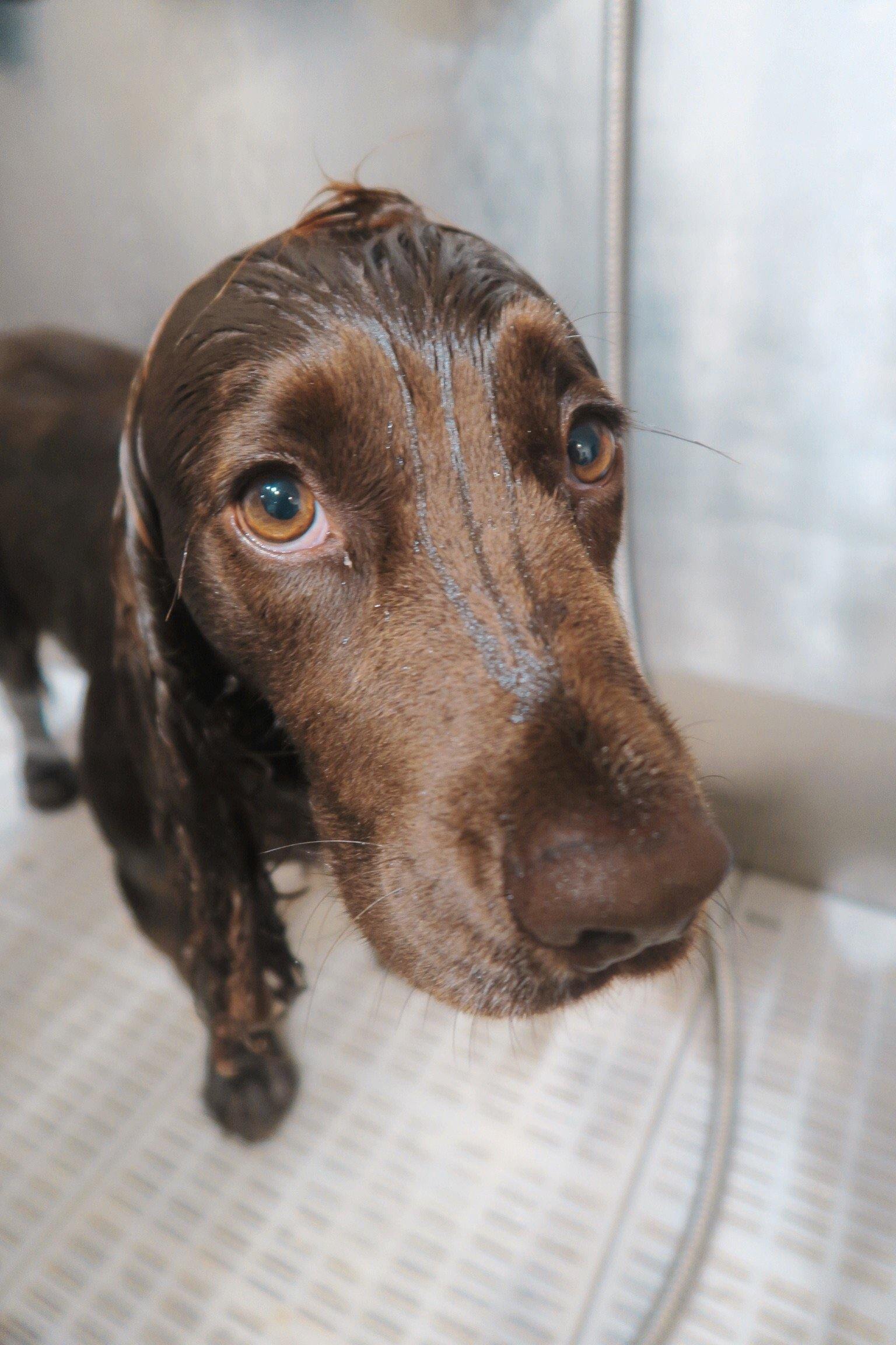 Bath & Dry - Underdog Pets