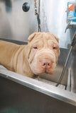 Self-Service Dog Wash - Underdog Pets