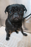 Bath & Dry - Underdog Pets