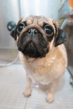 Bath & Dry - Underdog Pets