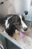 Bath & Dry - Underdog Pets