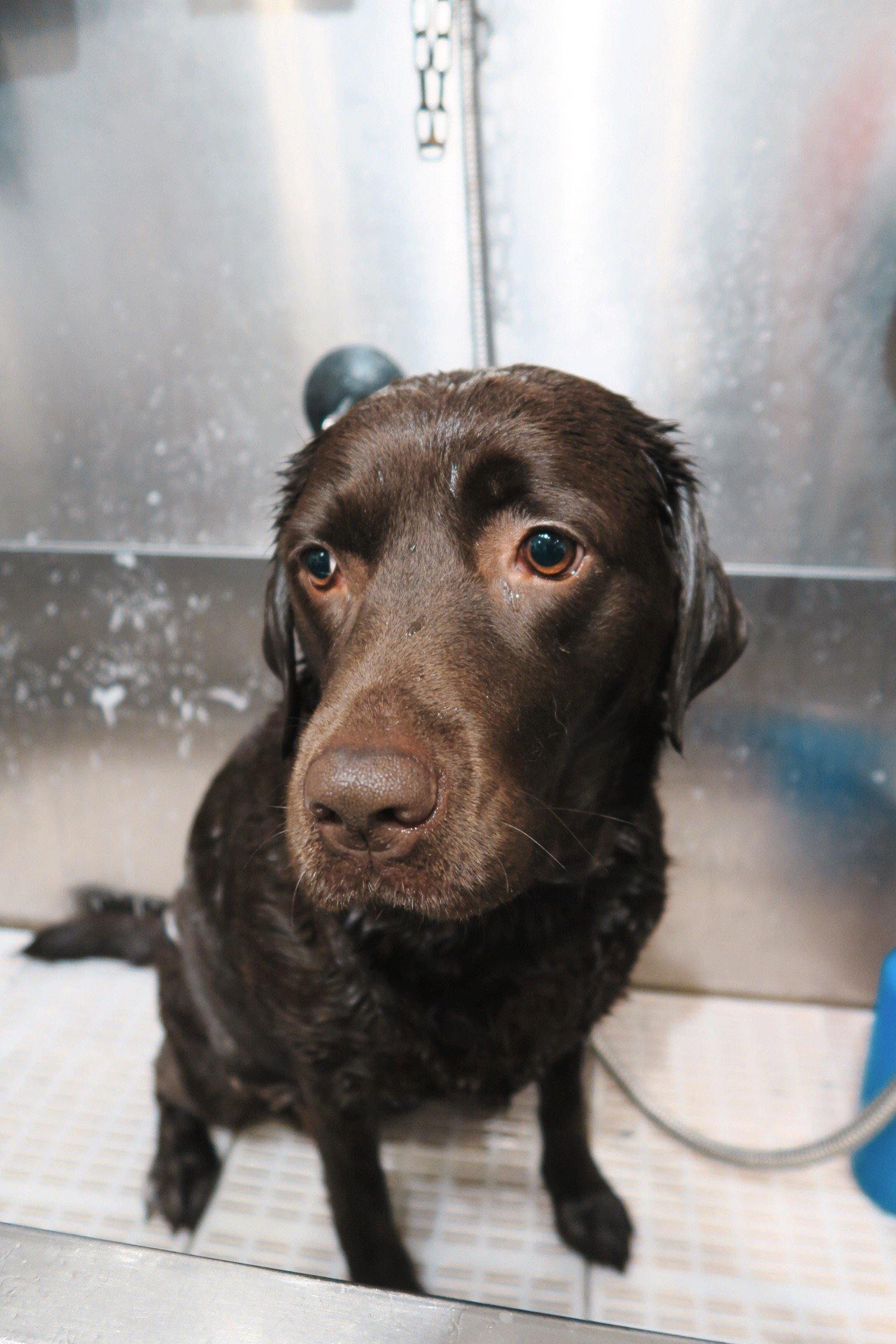 Pet supplies self hot sale service dog wash